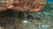 bbc one blue planet 2 GIF by BBC