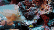 blue planet fish GIF by BBC America