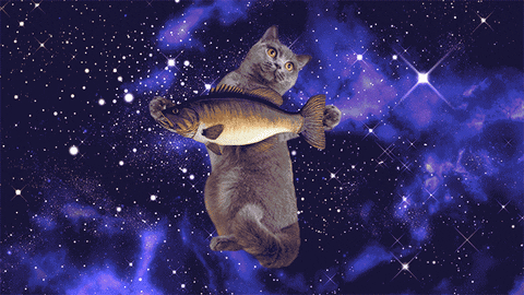 johnbeckers giphyupload cat space pizza GIF