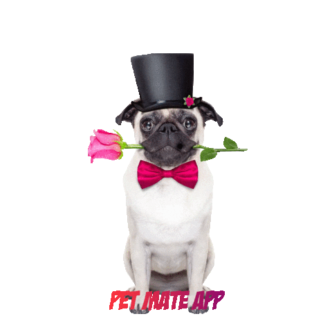 petmateishere happy dog kiss pet Sticker