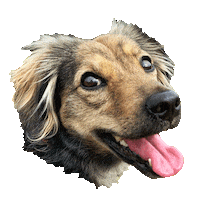 misspeaches dog puppy peach mtb Sticker