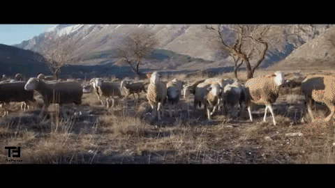 Video Cinema GIF by TheFactory.video