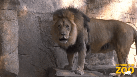 Roar Lions GIF by Brookfield Zoo