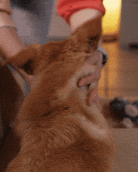 Dog Massage GIF