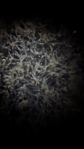 V3 Parasites vs Parasite Formula