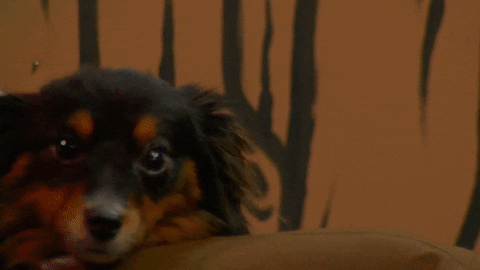 on the spot woof GIF by Rooster Teeth
