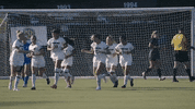 Ncaa Soccer Celebration GIF by gamecocksonline
