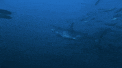 go away swimming GIF by Shark Week