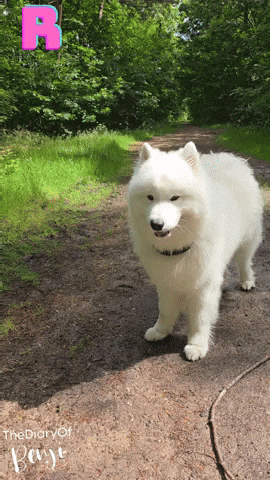 Forest Benji GIF