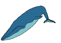 blue whale wink Sticker by American Museum of Natural History