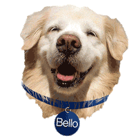 portobello_br dog dogs golden bello Sticker