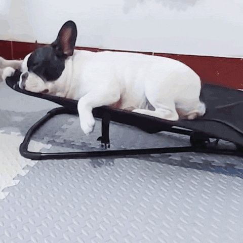 FrenchieShop1 giphyupload GIF