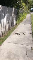 Florida Officials Warn of 'Falling Iguanas' Amid Cold Snap