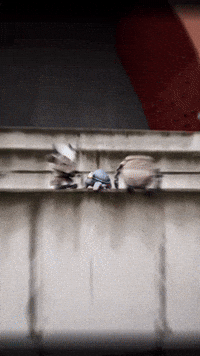 Torrent Alexanderthegreat GIF by Youtooz