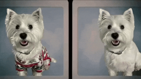 Before And After Dog GIF