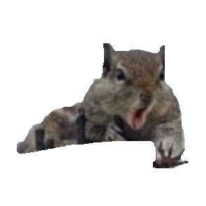 squirrel STICKER by imoji
