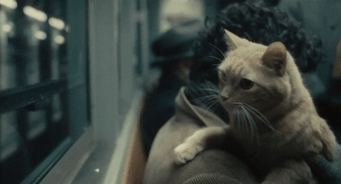 cat train GIF