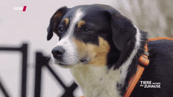 Tierschutz Tiere Suchen Ein Zuhause GIF by WDR