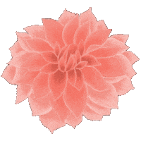 Dahlia Pinkflower Sticker