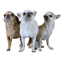 dogs puppy Sticker
