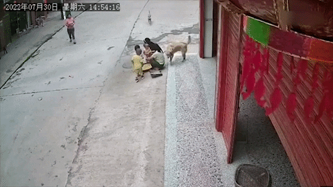 cuteanimalland giphyupload GIF