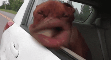 Video gif. A brown dog with especially flappy lips, leaning out the window of a moving car.