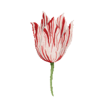 Flower Garden Flowers Sticker