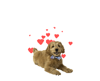 BIDT dog training smart dog yoga dog puppy vibes Sticker