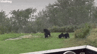 Cute Bear Cubs Wrestle in the Rain