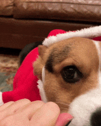 Golden Retriever Love GIF