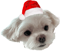 Dog 강아지 Sticker