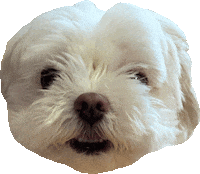 Dog 강아지 Sticker