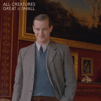 allcreaturestv animals nod jumper yorkshire GIF