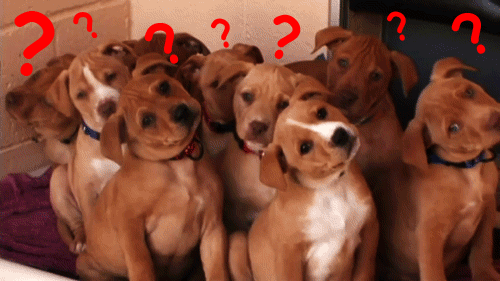 GIF by Giphy QA
