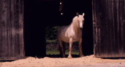 giphy.gif