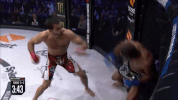 GIF by Bellator