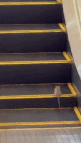 cuteanimalland giphyupload GIF