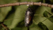 Butterfly Caterpillar GIF by U.S. Fish and Wildlife Service