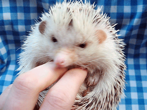 hedgy GIF by Cheezburger
