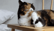 nine lives cats GIF by Omaze