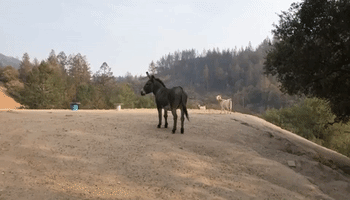 Donkey Arrives at Foster Home After Glass Fire Destroyed Owner's Sonoma County Property