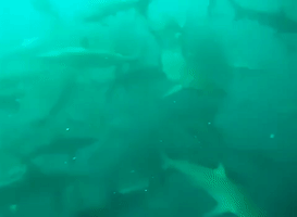 Hungry Sharks Gather Around Sardines