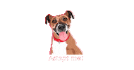 Dog Adopt Sticker by Atlanta Humane Society