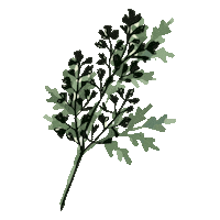 Herbs Parsley Sticker by Heuchelberger Warte