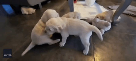 Golden Retriever Puppies Go Wild During Playtime 