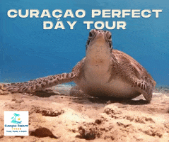 Curacao GIF by Magic of the Caribbean