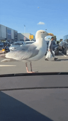 cuteanimalland giphyupload GIF
