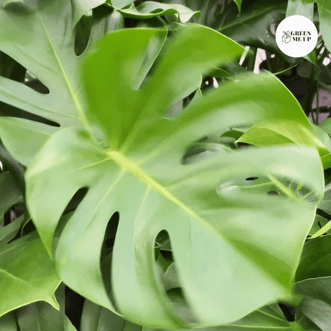 GreenMeUp giphyupload green crazy plant GIF