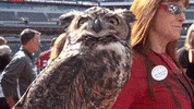 Tu GIF by Temple Owls