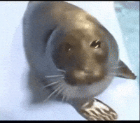 Sea Yes GIF